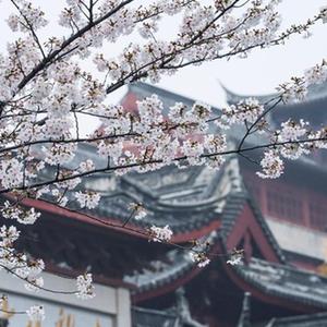 南京：春日赏樱