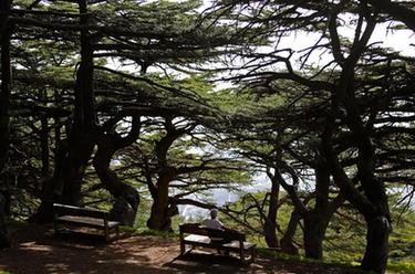 黎巴嫩的国树——雪松
