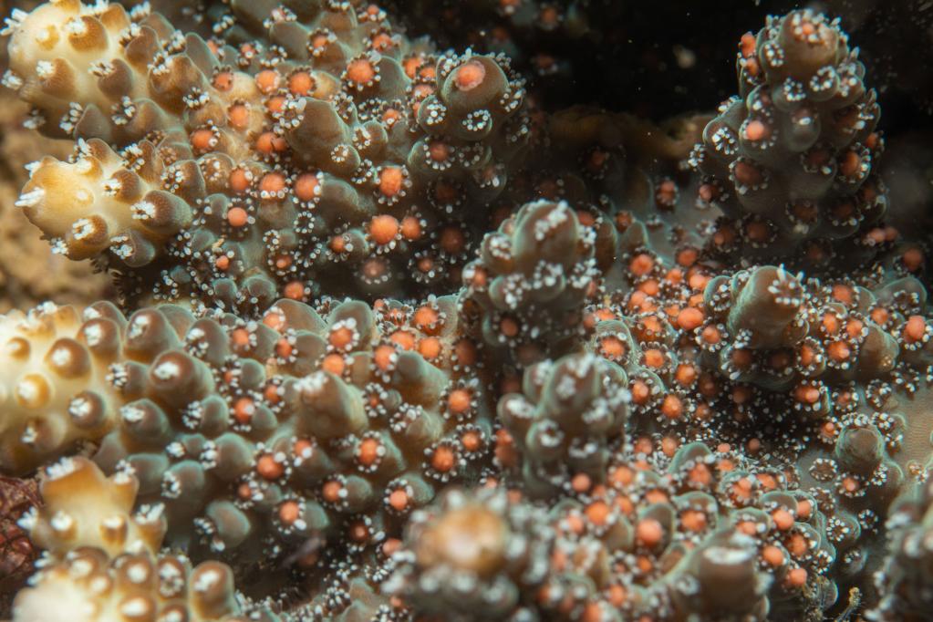 環保志願者記錄到深圳野外珊瑚群落集中産卵