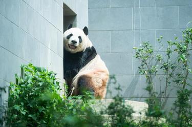 “靓仔们”的惬意生活——探访澳门大熊猫馆