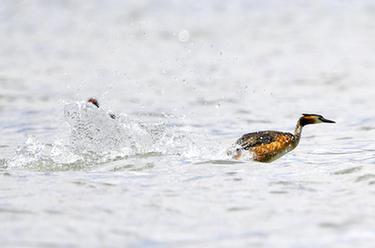 拉鲁湿地䴙䴘欢