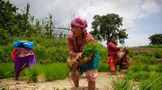 尼泊尔水稻种植季开始