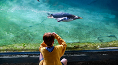 比利时：天堂动物园里的巴布亚企鹅