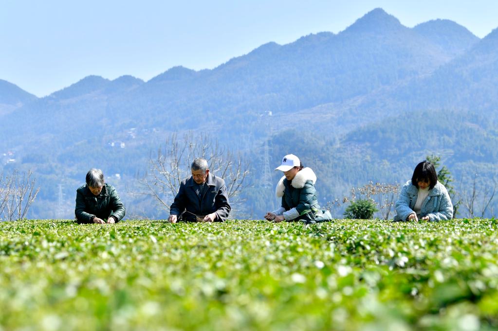 春茶开采春意暖