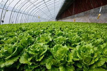 把蔬菜种进&ldquo;水&rdquo;里