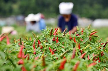 贵州龙里：“订单辣椒”喜丰收
