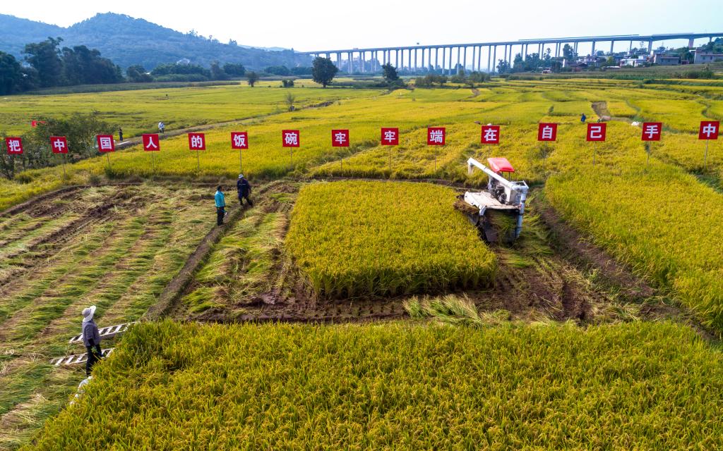 云南楚雄：水稻新品种&ldquo;楚粳54号&rdquo;测产