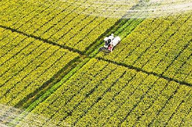 海报丨稻谷飘香秋意浓