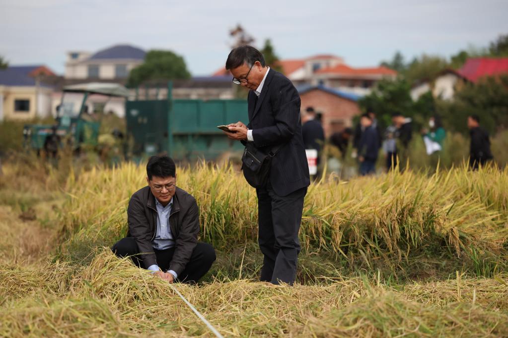 新华全媒+丨湖南浏阳：&ldquo;一季杂交稻+再生稻&rdquo;粮食周年生产模式再生季稻测产验收