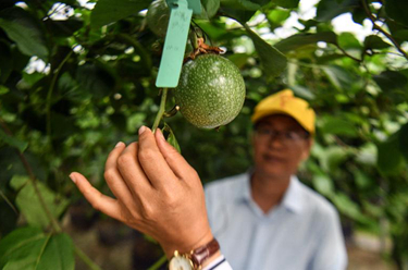 &ldquo;木瓜哥&rdquo;的&ldquo;黄金百香果&rdquo;