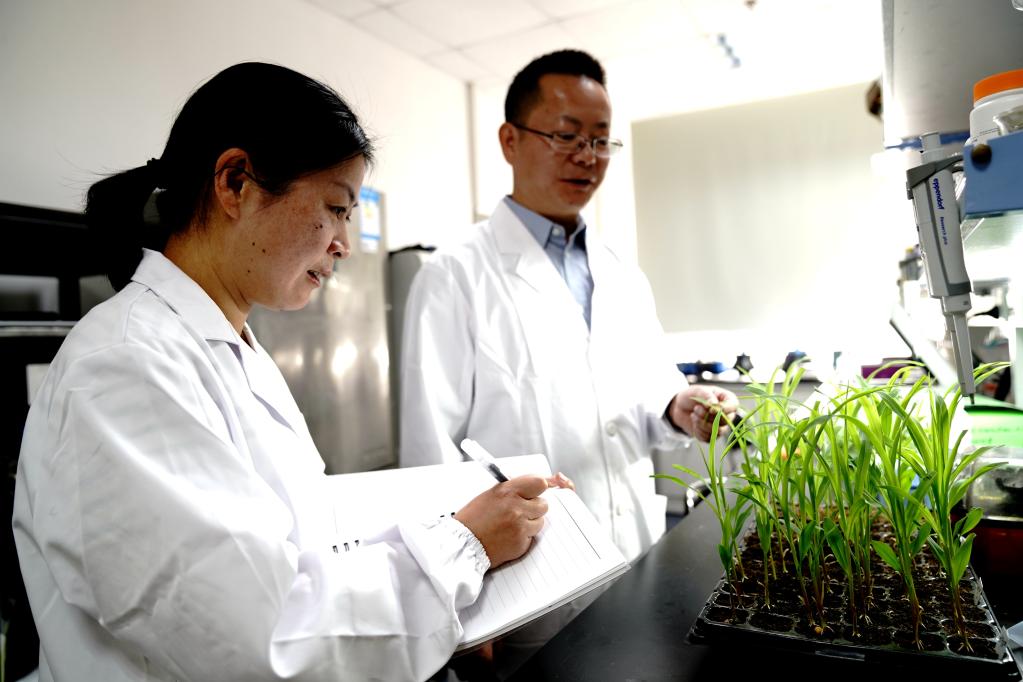 我国科学家从&ldquo;玉米的祖先&rdquo;中成功找回遗传丢失的高蛋白基因