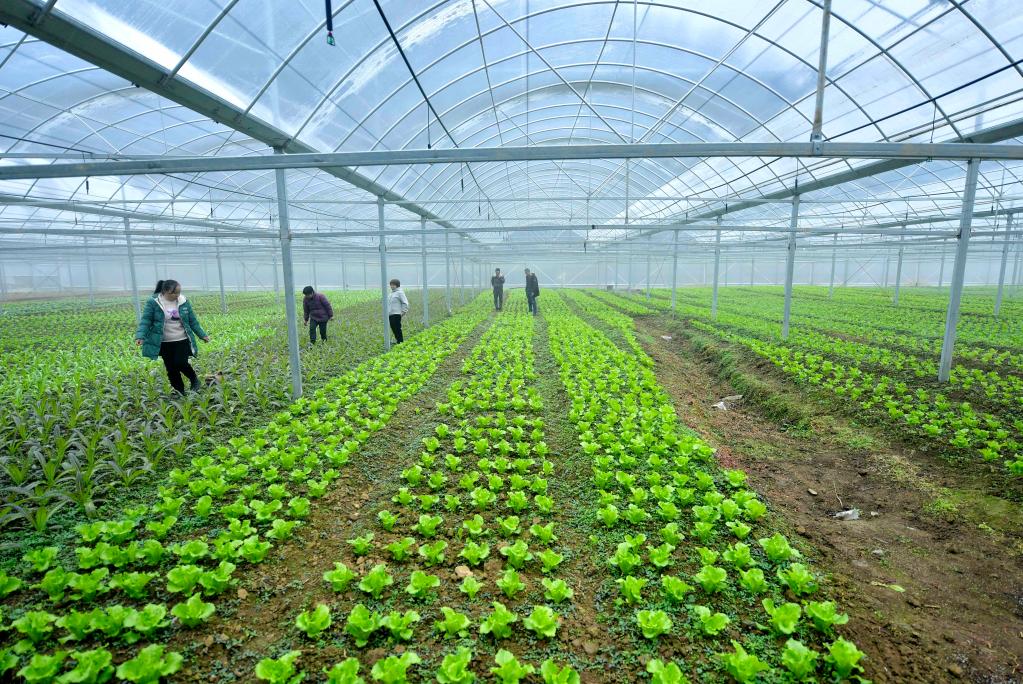 湖北恩施：&ldquo;设施蔬菜&rdquo;兴乡村