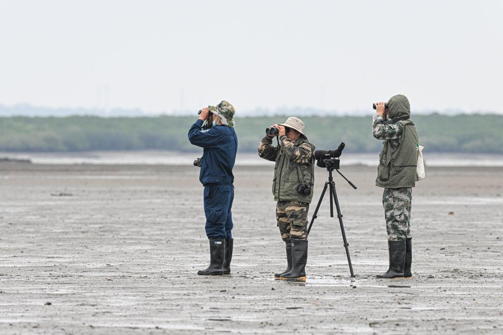 新华全媒+丨&ldquo;鸟中大熊猫&rdquo;再抵儋州越冬