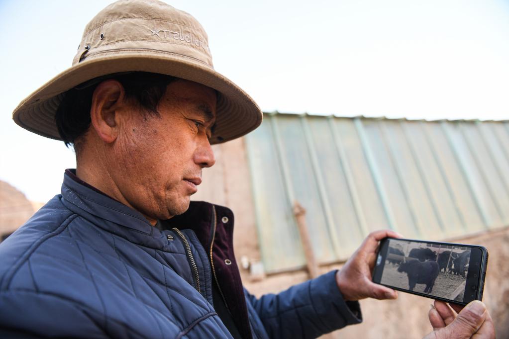 新春走基层丨孙海云的&ldquo;智慧养牛&rdquo;路