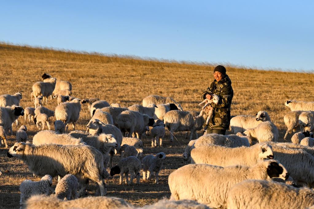 新华全媒+丨四季牧歌：锡林郭勒草原上的&ldquo;春日牧歌&rdquo;