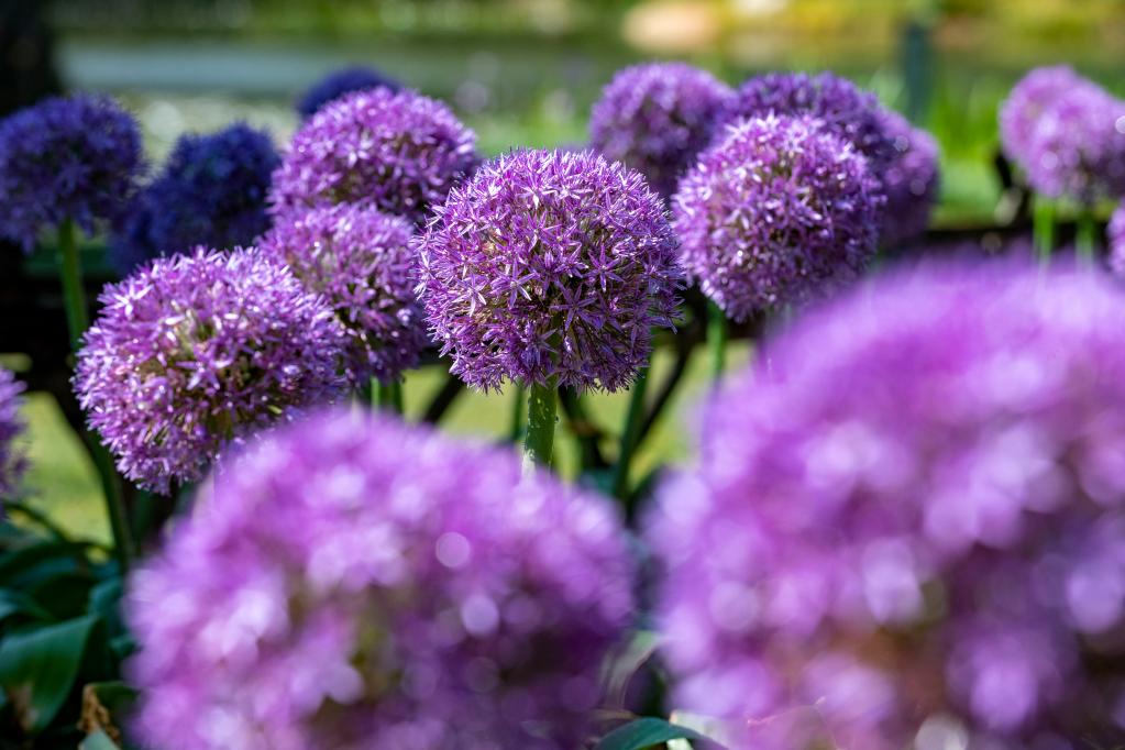 &ldquo;葱葱&rdquo;花已开