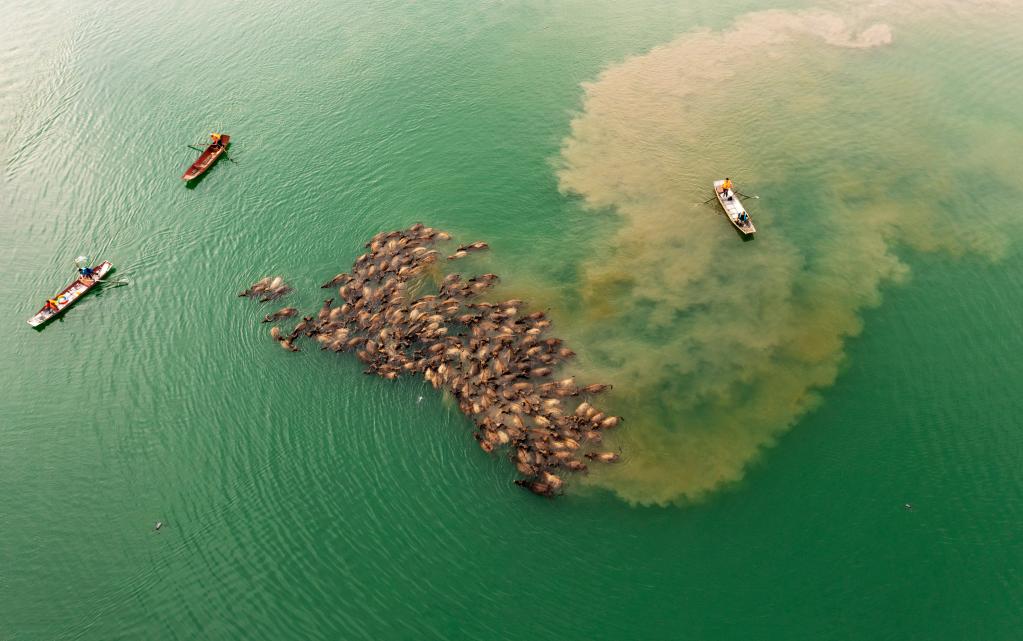 牛挤牛 四川蓬安现&ldquo;百牛渡江&rdquo;景观