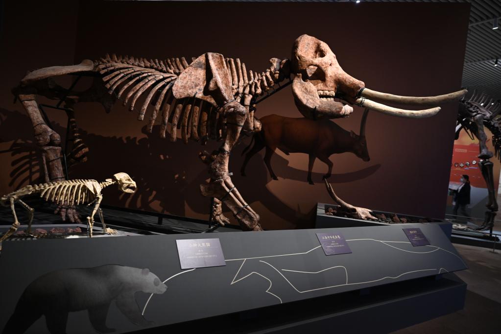 国博将举办&ldquo;东方故乡&mdash;&mdash;中华大地百万年人类史&rdquo;展