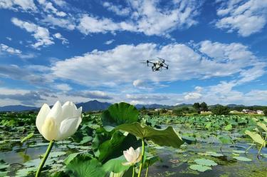 湖南常宁：&ldquo;空中管护&rdquo;保丰收