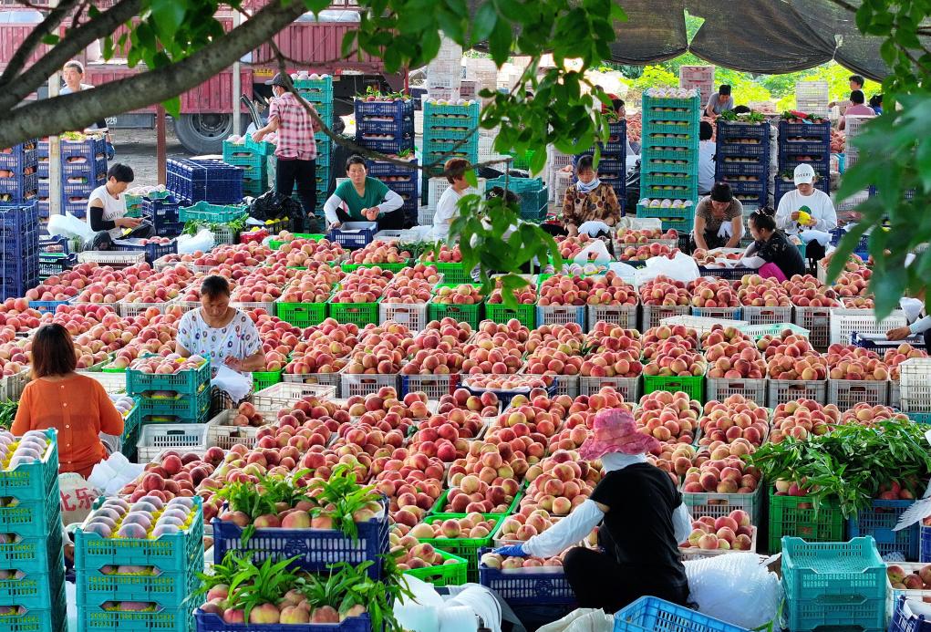 河北乐亭：鲜桃产业&ldquo;映红&rdquo;乡村振兴路