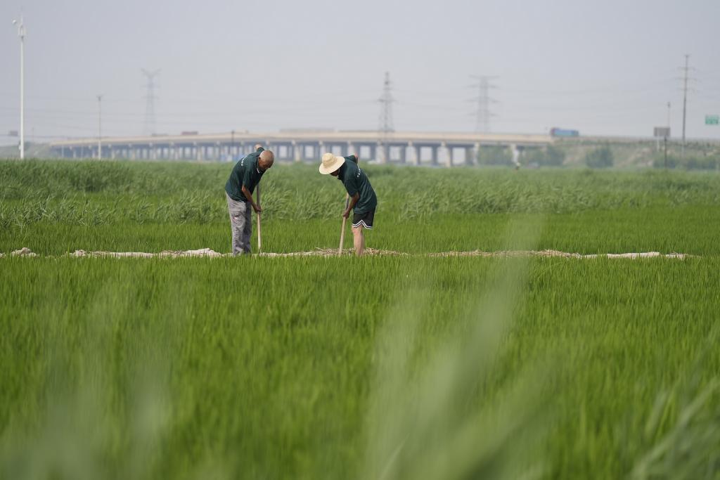 河北丰南：盐碱地综合治理显成效