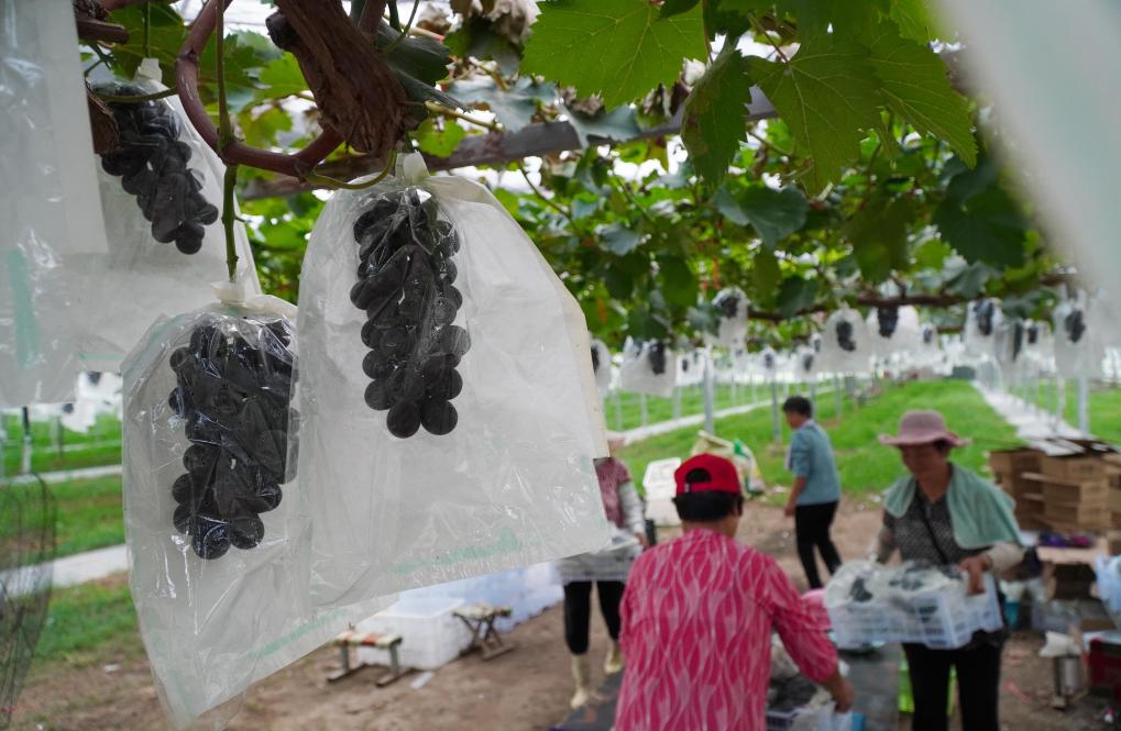 山東新泰：高標準葡萄大棚裏果農收獲忙