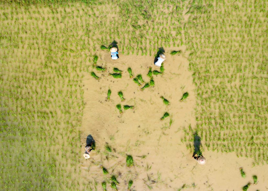 视&middot;觉丨插秧