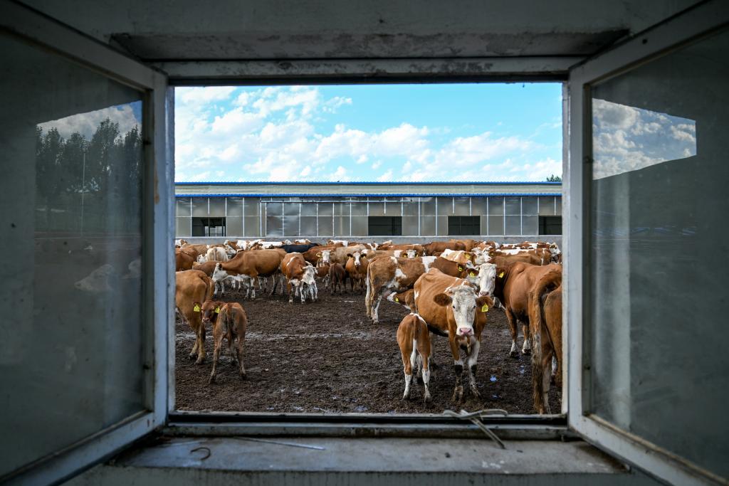 高质量发展调研行丨&ldquo;寄母收犊&rdquo;富农家