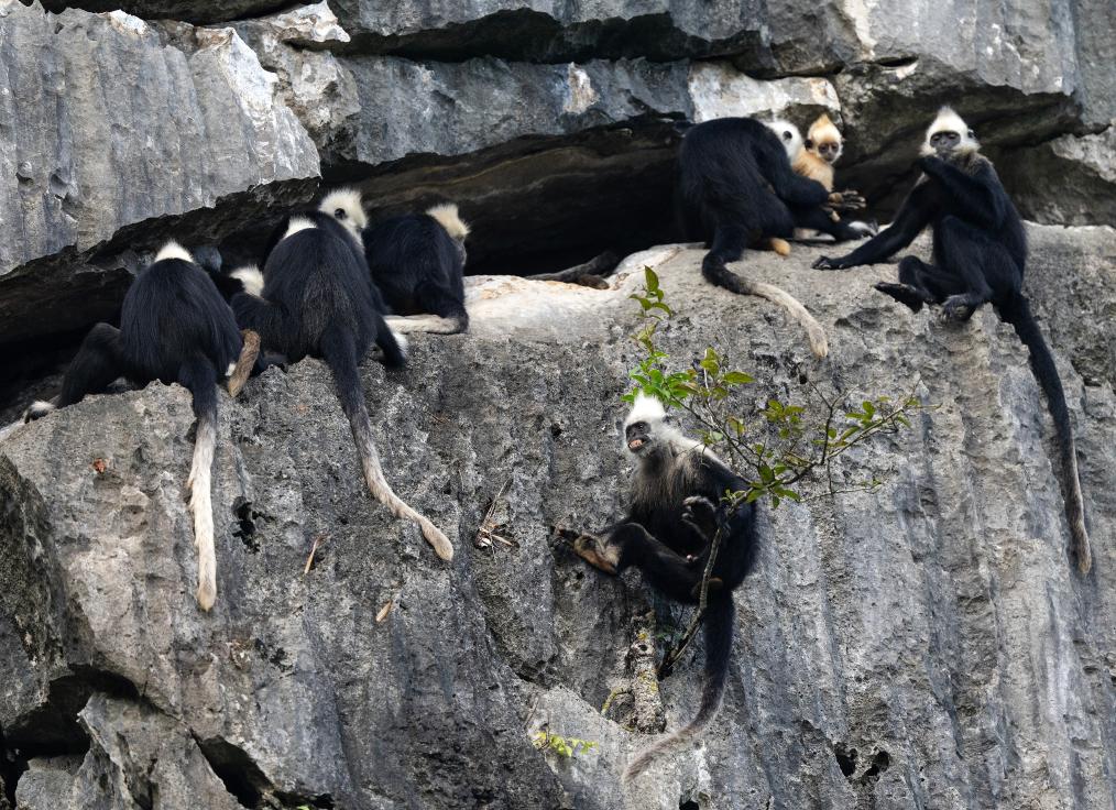 国道之行 从雪山奔向大海丨身上爬满蚊虫，他们笑看&ldquo;石山精灵&rdquo;翩翩起舞