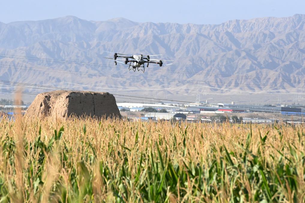 &ldquo;一喷多促&rdquo;抗旱减灾保丰收