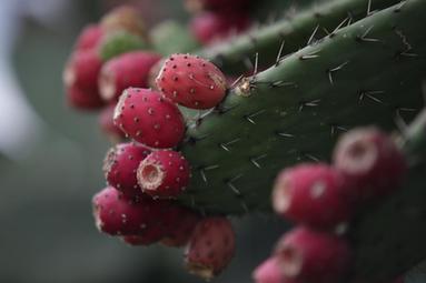 镜头连中外丨中墨两种&ldquo;黄金果&rdquo;&mdash;&mdash;一样的丰收甜蜜