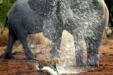 猎豹靠近象群喝水 不幸被围堵遭喷水驱赶