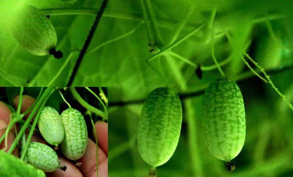 拇指西瓜上海上市