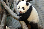 熊貓趣圖：可愛&ldquo;圓仔&rdquo;學攀爬