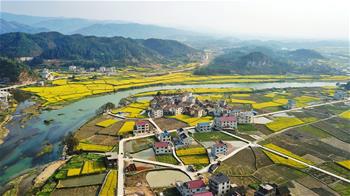 春到高原满地&ldquo;金&rdquo;