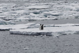 中國南極科考船“雪龍”號在浮冰區邊緣遇到企鵝和海豹