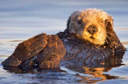 【奇趣周刊】母亲梦游遭偷拍 小猫偷渡到美国