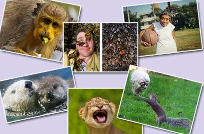 【奇趣周刊】母狮子变性长鬃毛 松鼠狂欢跳热舞