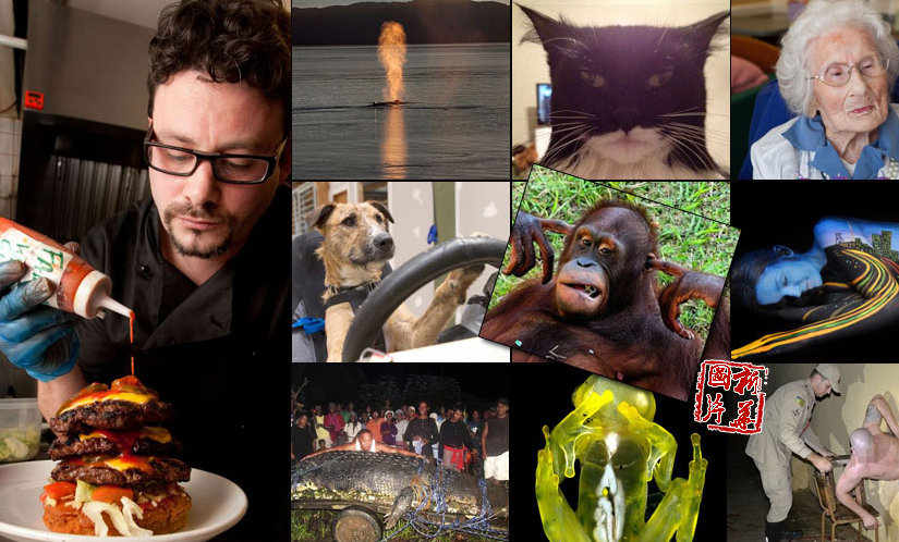 【奇趣周刊】世界最辣汉堡出炉 猩猩嫌吵闹堵耳朵