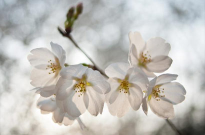 【画刊】又到樱花烂漫时