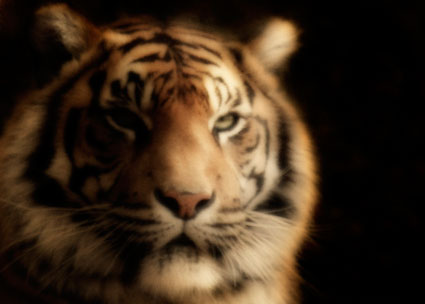 猛獸的柔情瞬間