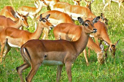 动物的天堂 走进马赛马拉野生动物保护区
