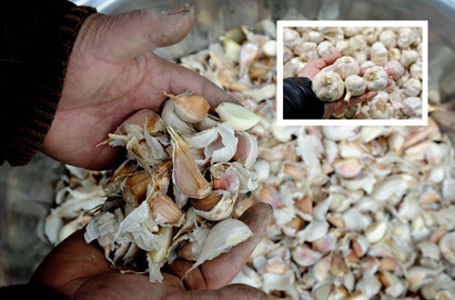 哈尔滨部分&ldquo;国标&rdquo;农产品遭弃种