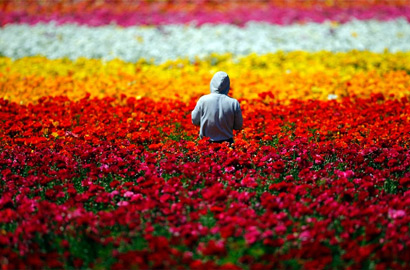 美國加州卡爾斯班花海絢爛