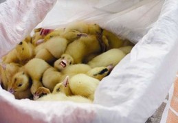 福建一鴨場因H7N9每天悶死上萬只初生鴨苗