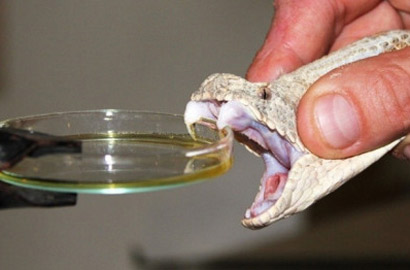 男子赤手捕毒蛇採毒液全過程實拍