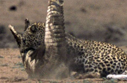 罕見！實拍非洲花豹捕殺尼羅鱷