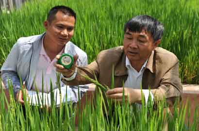 高原水稻专家李开斌：让更多农民受益