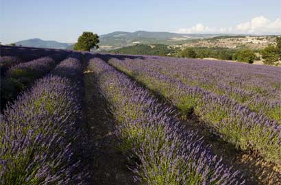 普罗旺斯的梦幻 在薰衣草花田中沉醉