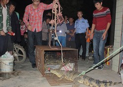 湖南嘉禾村民野外&ldquo;捕獲&rdquo;兇悍鱷魚